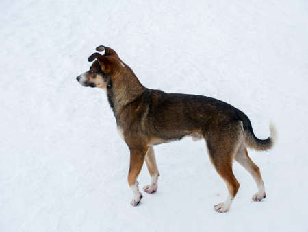 nice looking dog on snow winter scene photoの写真素材