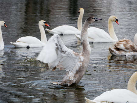 Swan swimming on river evening water natureの写真素材