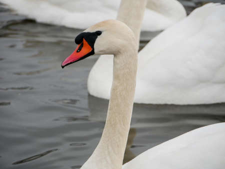 Swan swimming on river evening water natureの写真素材
