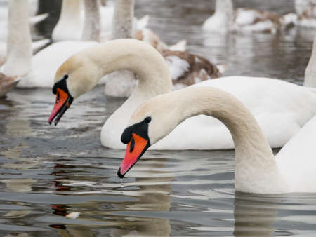 Swan swimming on river evening water natureの写真素材