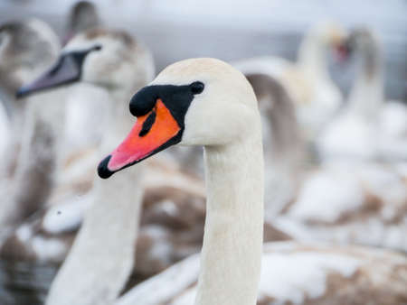 Swan swimming on river evening water natureの写真素材