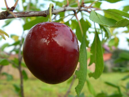 Red plum on branchの写真素材