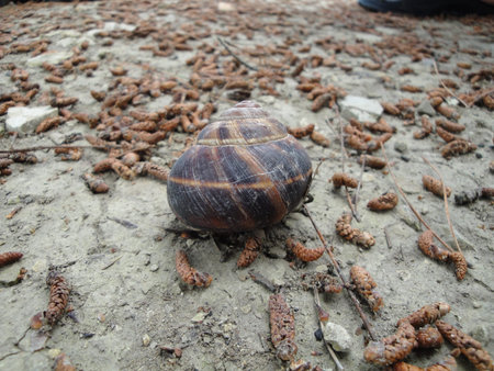 Big snail on land                               