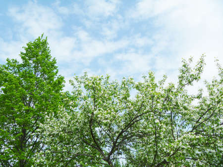 Spring aple tree abloomの写真素材