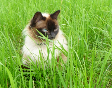 Cat in green herbの写真素材