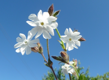Field flowerses on turn blue backgroundの写真素材