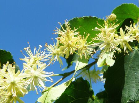 Phony colour on background blue skyの写真素材