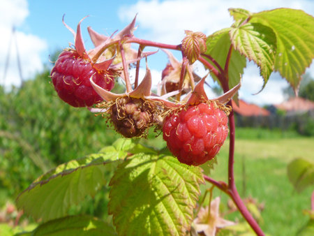 Ripe raspberry on branch