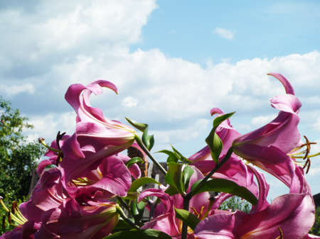 Decorative flowerses to liliesの写真素材