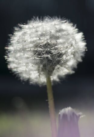 White feathery dandelion on beautiful backgroundの写真素材