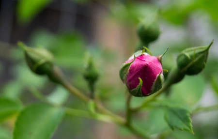 Blossom of the decorative rose in gardenの写真素材