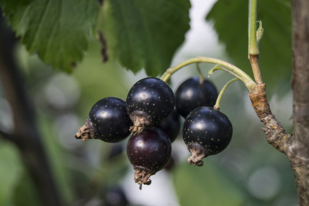 Branch with berry of the black currantの写真素材