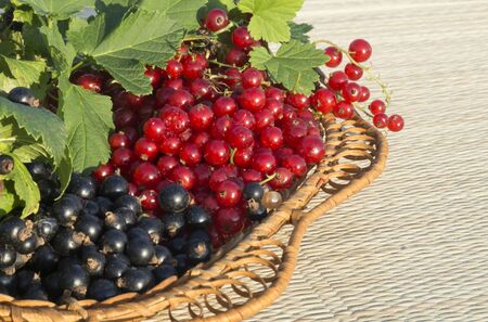 Red and blackenning currant in braided dishes with green sheetの写真素材