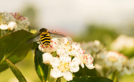 Spring blossom of rowanberry(Aronia melanocarpa) in garden on branch with green sheet