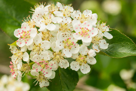 Spring blossom of rowanberry(Aronia melanocarpa) in garden on branch with green sheet