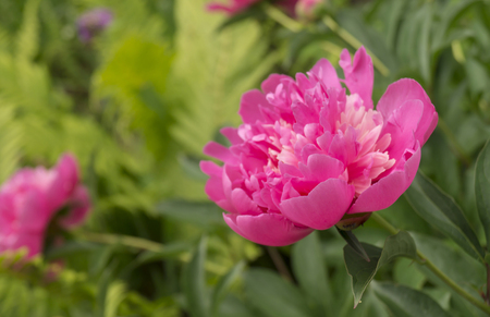 Red flower of the peony grows on background green sheetの写真素材