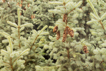 Background from branches with needle decorative tree spruce