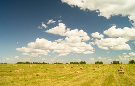 Year rural landscape on background blue sky with white cloud