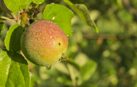 Apple grows on branch with green sheet and drop of waterの写真素材