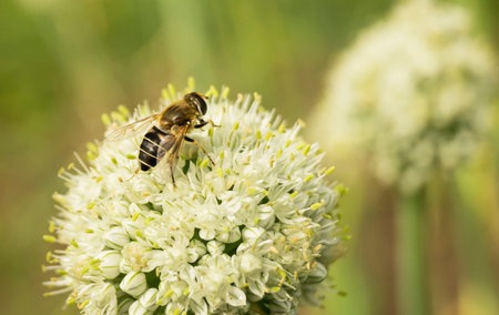 Bee collects nectar on white flower green pommel