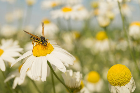 Insect wasp on daisywheel with white petal on background blue skyの写真素材
