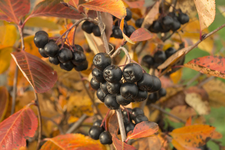 Ripe fruits of black rowanberry on background autumn sheetの写真素材