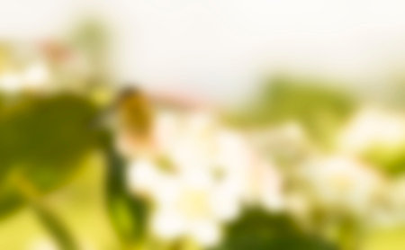 Abstract and beautiful background from bright colours with soft focus