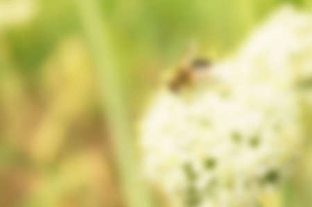 Natural beautiful background from bright colour with soft focusの写真素材