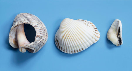Beautiful sea seashells insulated on turn blue background