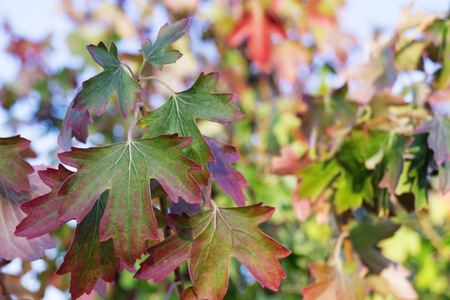Beautiful autumn background from bright sheet ribes aureumの写真素材