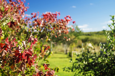 Red beautiful autumn sheet on background blue skyの写真素材