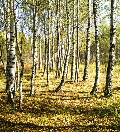 Birch grove in autumn season with Ð¶ÐµÐ»ÑÑÐ¼Ð¸ sheet at solar dayの写真素材