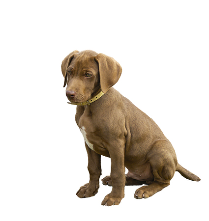 Small puppy of the german dog of the sorting Kurzxaar insulated on white backgroundの写真素材