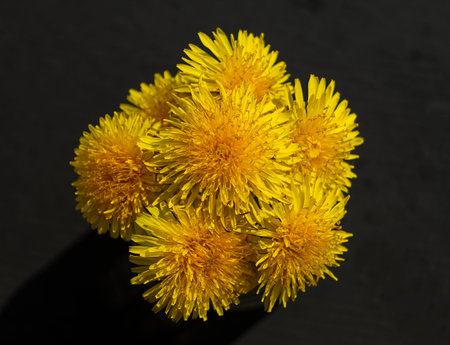 Bouquet bright dandelion on dark background at year term of time