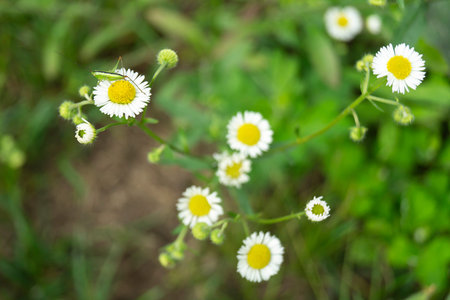 Flower of the daisywheel on green background of the herb at year term of time