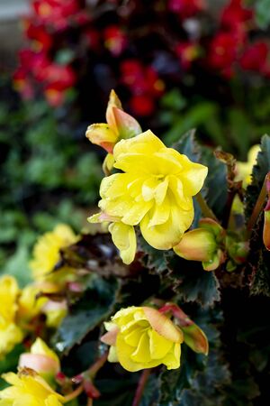 Flower begonia on dark background grows in garden at year dayの写真素材