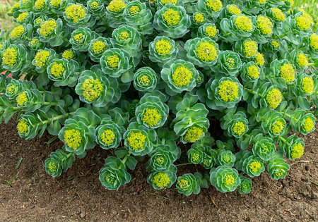 Rhodiola rosea blossom by springtime at solar day.Beautiful green background