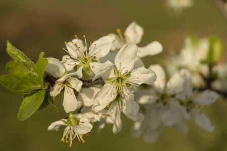 The Blossom discharges in spring garden at solar day.The Natural background with white flower.Selective focus on foregroundsの写真素材