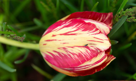 The Bright tulip on background of the green herb by springtime.Flower with red petal close-up