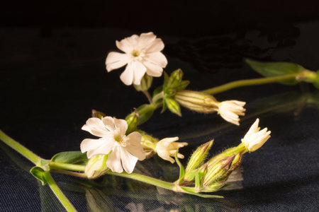 Silene latifolia blossom by springtime on black background. Flower with reflection on glassの写真素材