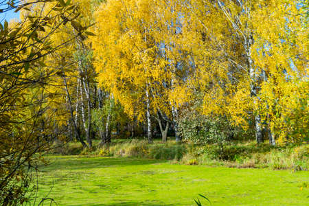 Autumn landscape with pond in village at solar day on background blue skyの写真素材