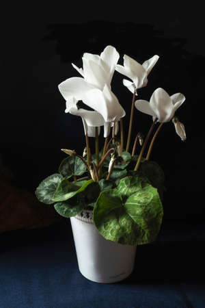White Cyclamen on black background in flowering gap of timeの写真素材