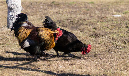 A rooster and a chicken on a farm on a sunny day.Pets in the springtimeの写真素材