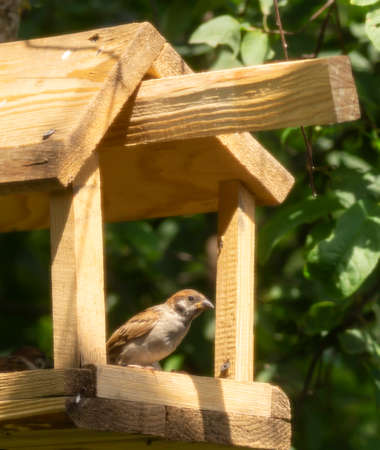 A sparrow in a feeder on a tree in the park. Wild birds in the open airの写真素材