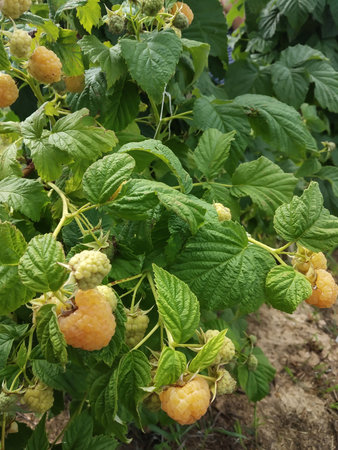 Ripe raspberries in the garden on the background of green leaves. Beautiful natural background on a...
