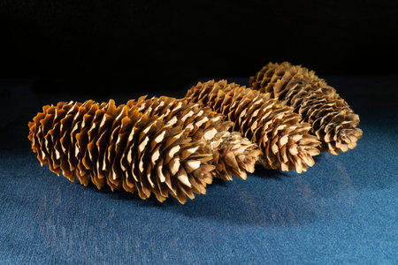 Pine cones close-up on a black background Forest objects on a blue table