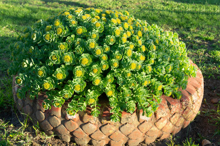 Zinnia elegans is a genus of flowering plants in the sunflower family.