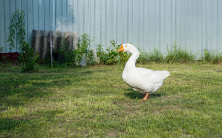 White domestic goose on green grass in the backyard of a country houseの写真素材