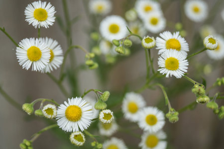 Chamomile flowers in the garden on a spring day.