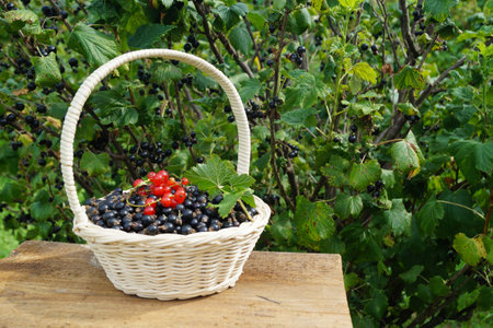 Basket with black and red currants on a wooden table in the gardenの写真素材